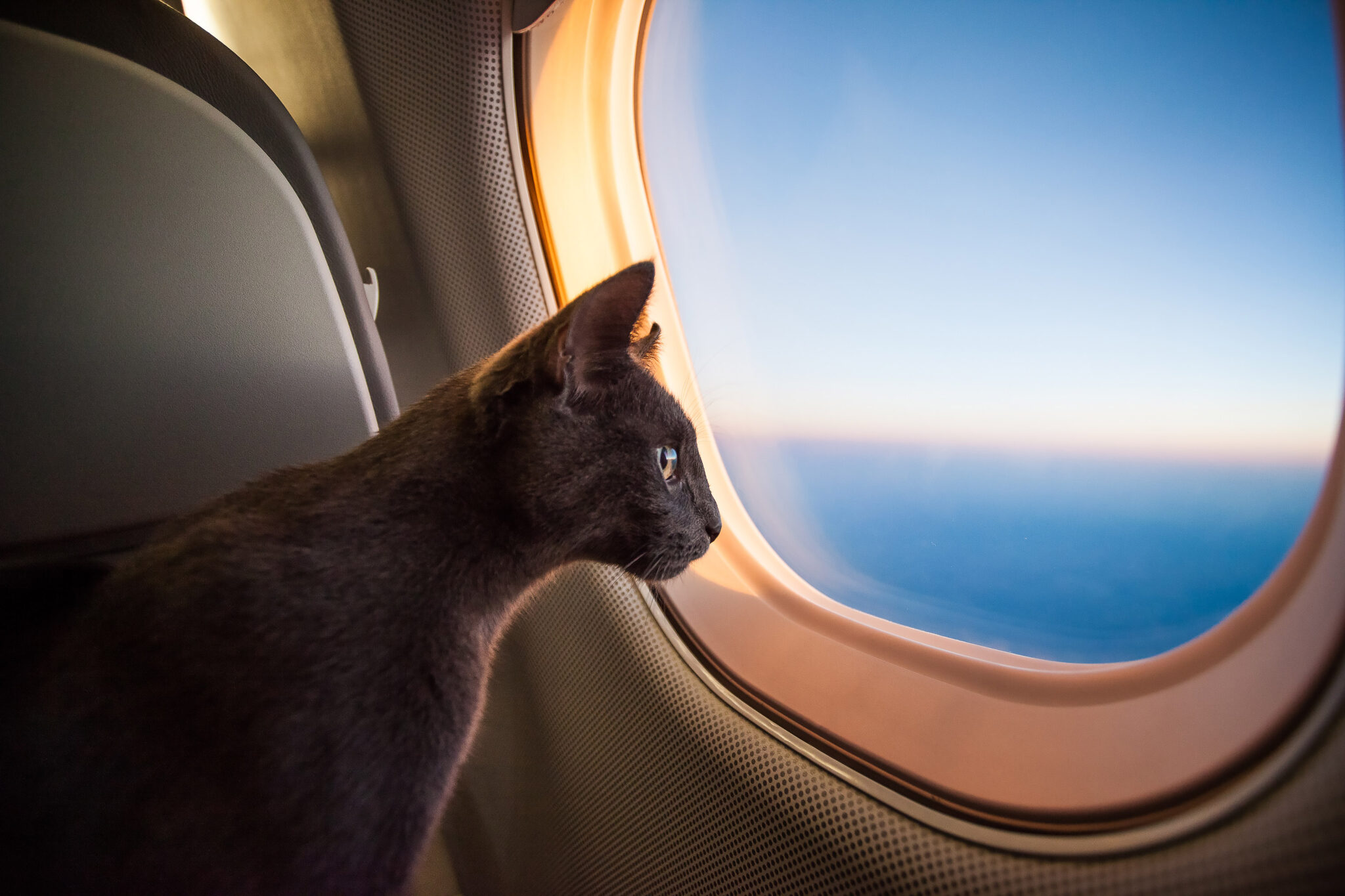  شرایط حمل حیوانات خانگی با هواپیما