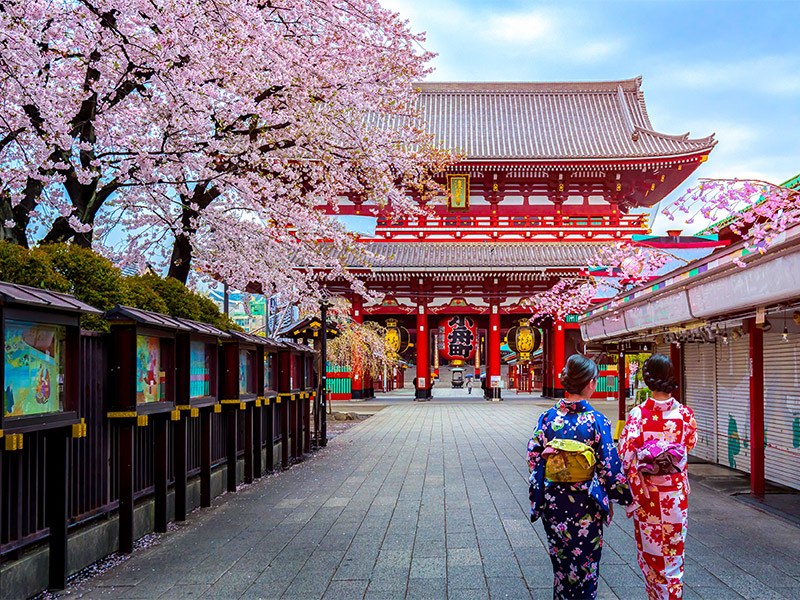 تور 10 روزه ژاپن بهار 1403 شکوفه های گیلاس